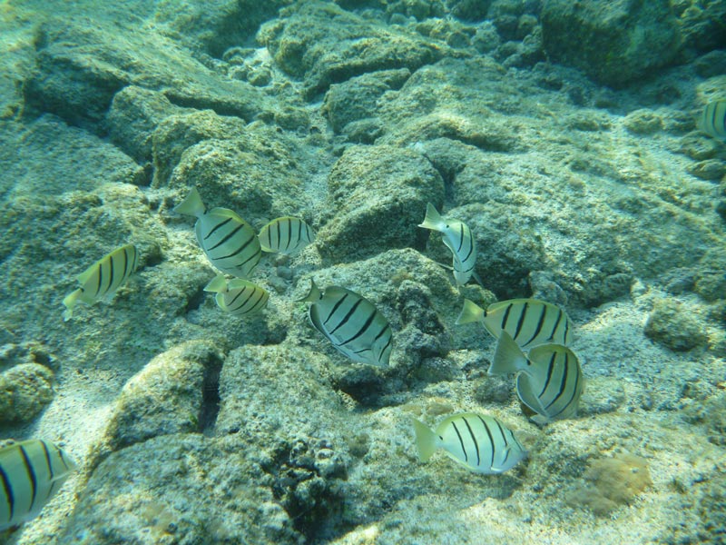 Underwater Photo with Panasonic
